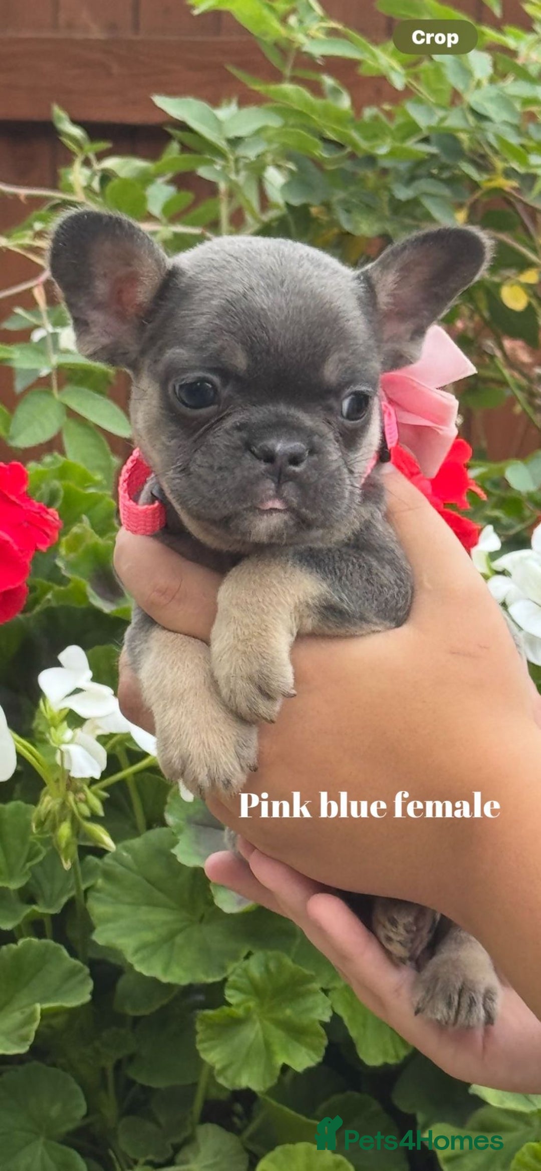 French Bulldog dogs for sale: Beautiful small build fluffy/fluffy carrier french - Image 19