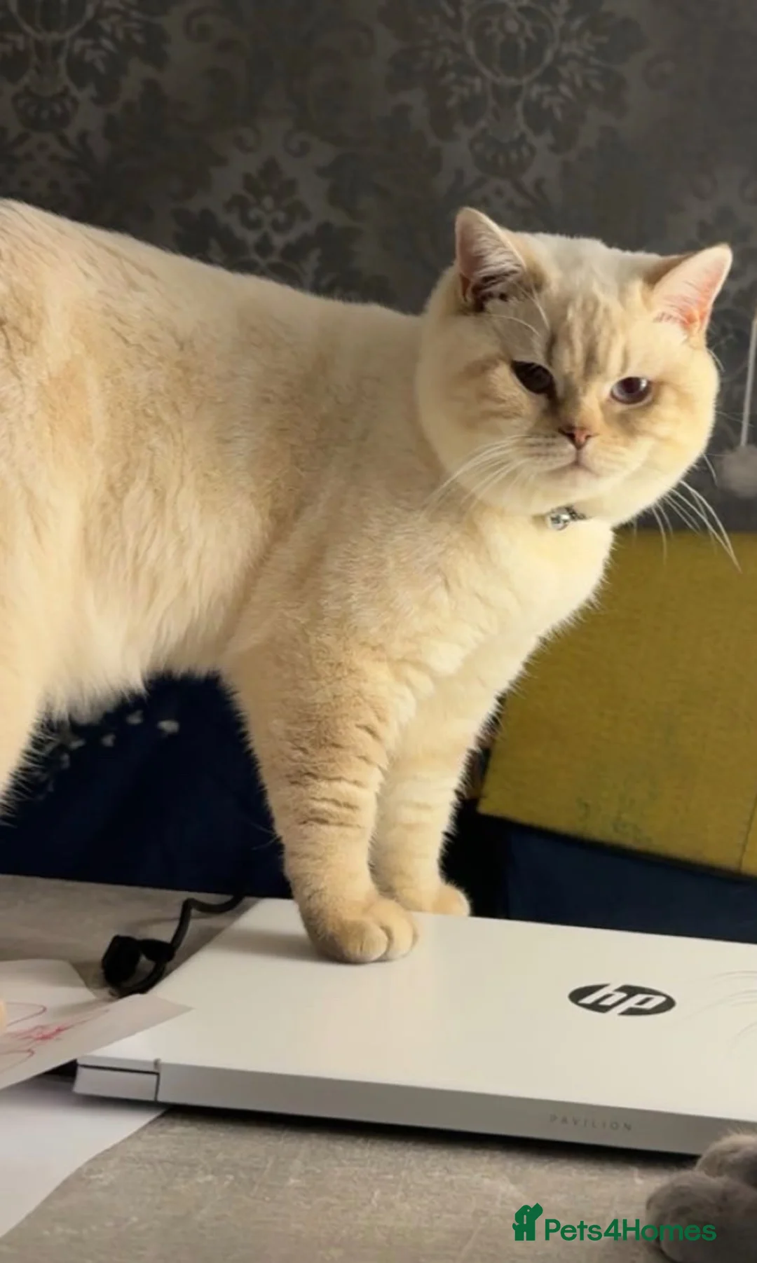 British Shorthair cats for sale: Gorgeous Chunky BSH kittens 🐱  in Blackburn - Advert 2