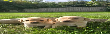Labrador Retriever 2