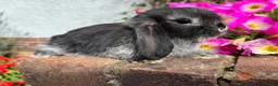 Mini Lop rabbits for sale: 6 mini lop babies RTL 10th September - Advert 13