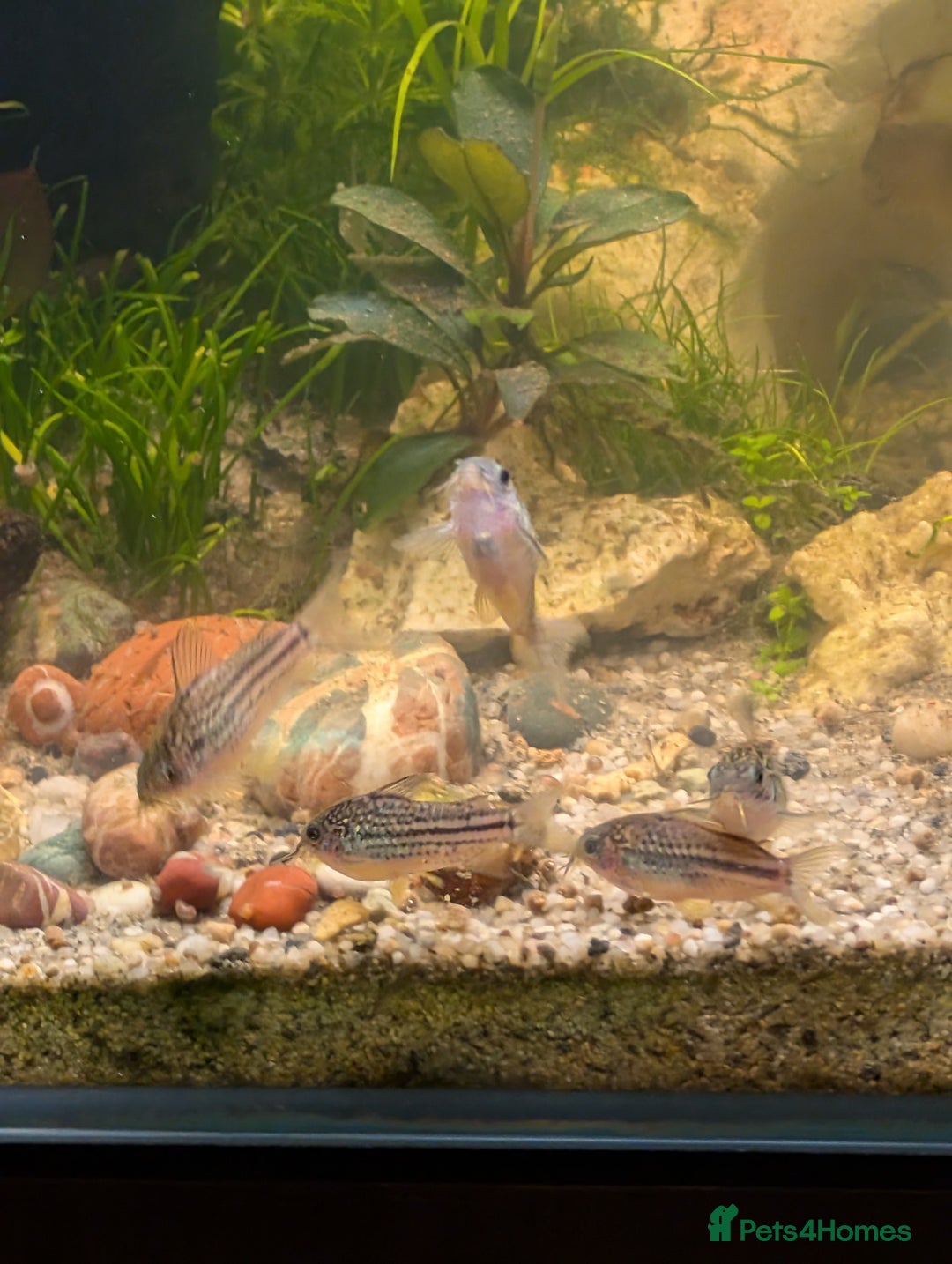 Corys fish for sale: 8 x Dwarf Corys (Nanus) - Image 4