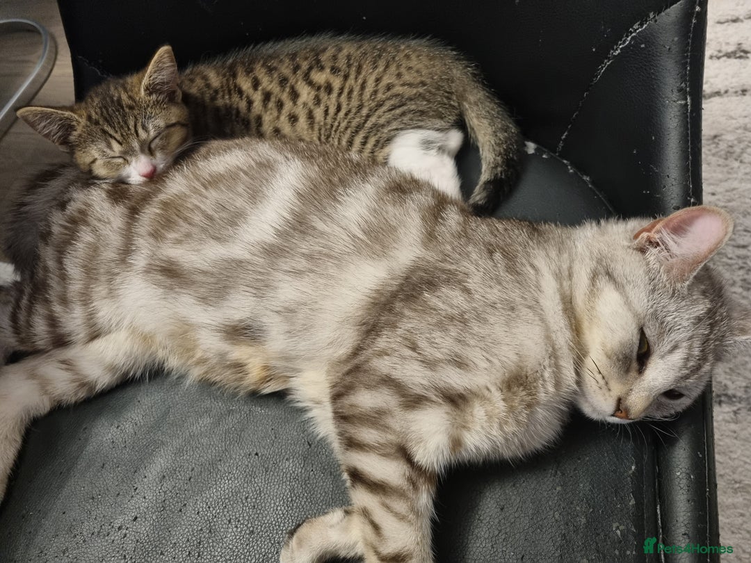 American Shorthair cats for sale: Gorgeous girls looking for new home🏡 - Image 6