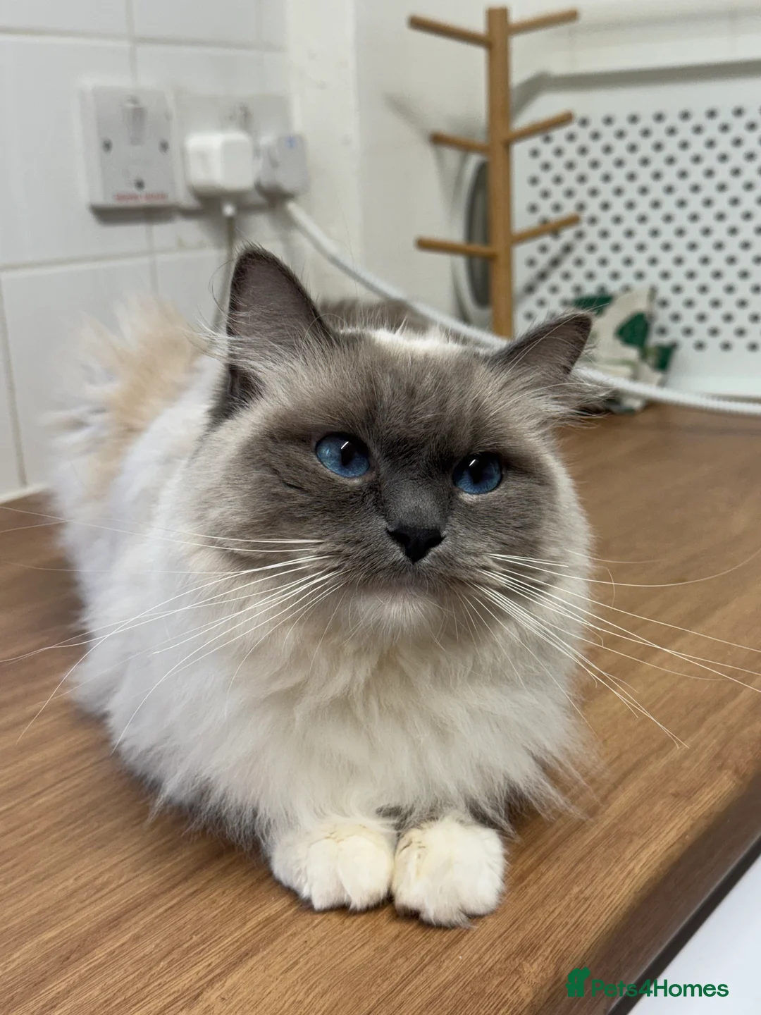 Ragdoll cats for sale: Ragdoll kittens bi color - Advert 2