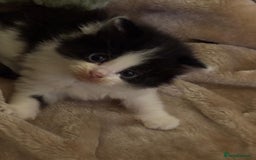 Domestic Shorthair cats for sale: 3 kittens up for sale - Image 2