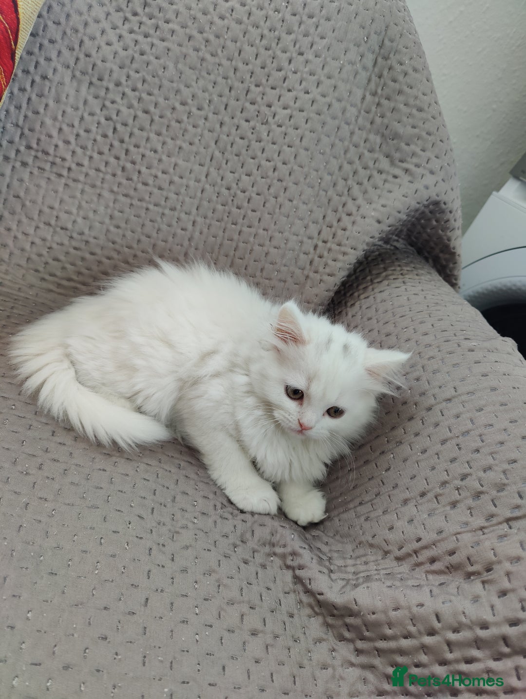 Mixed Breed cats for sale: Persian Mix kittens  - Advert 31