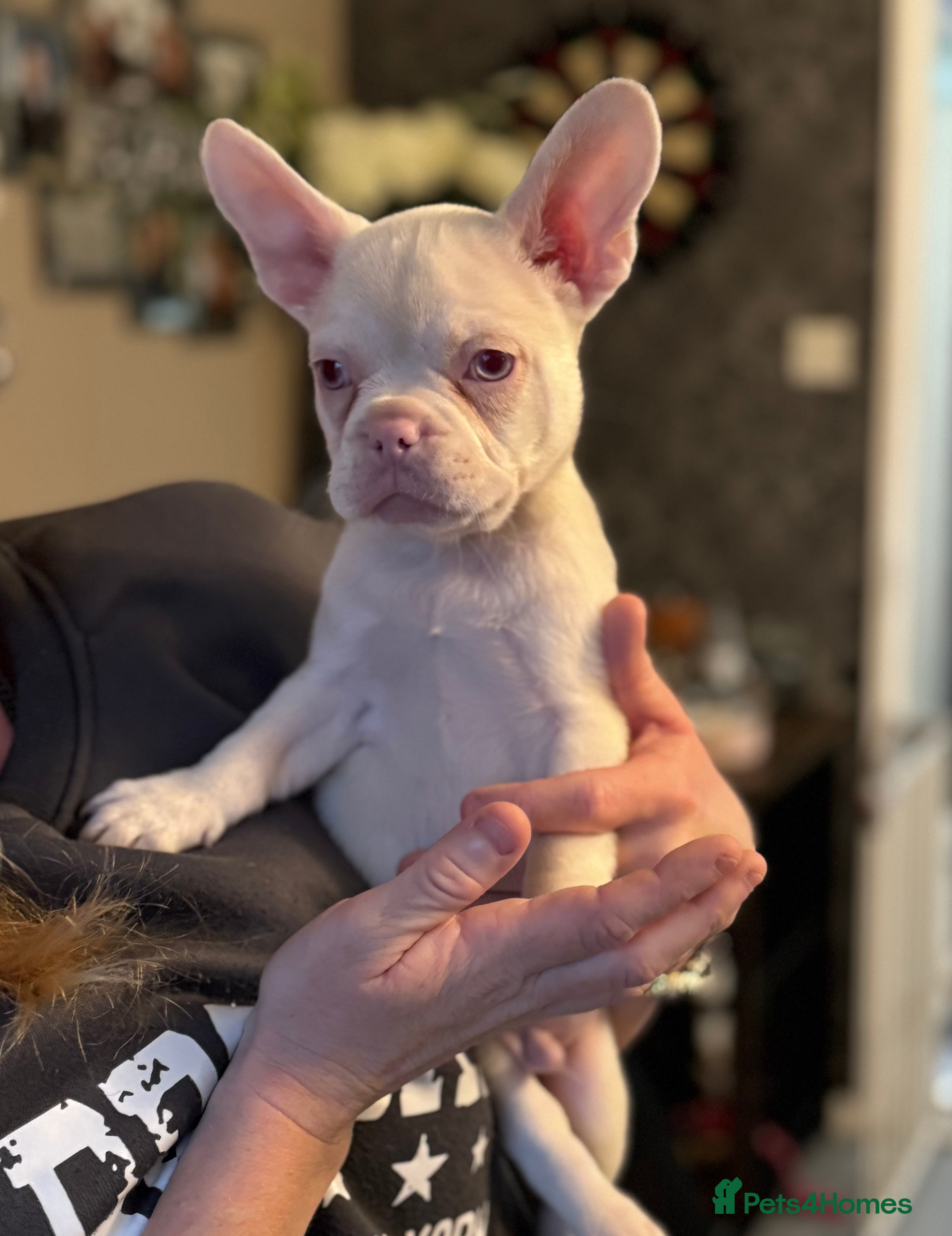 French Bulldog dogs Chunky french bulldog - Advert 16