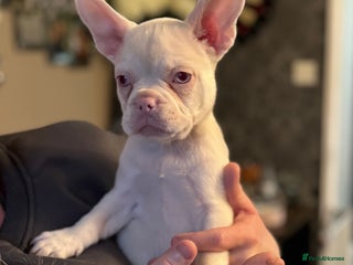 French Bulldog dogs Chunky french bulldog - Advert 16