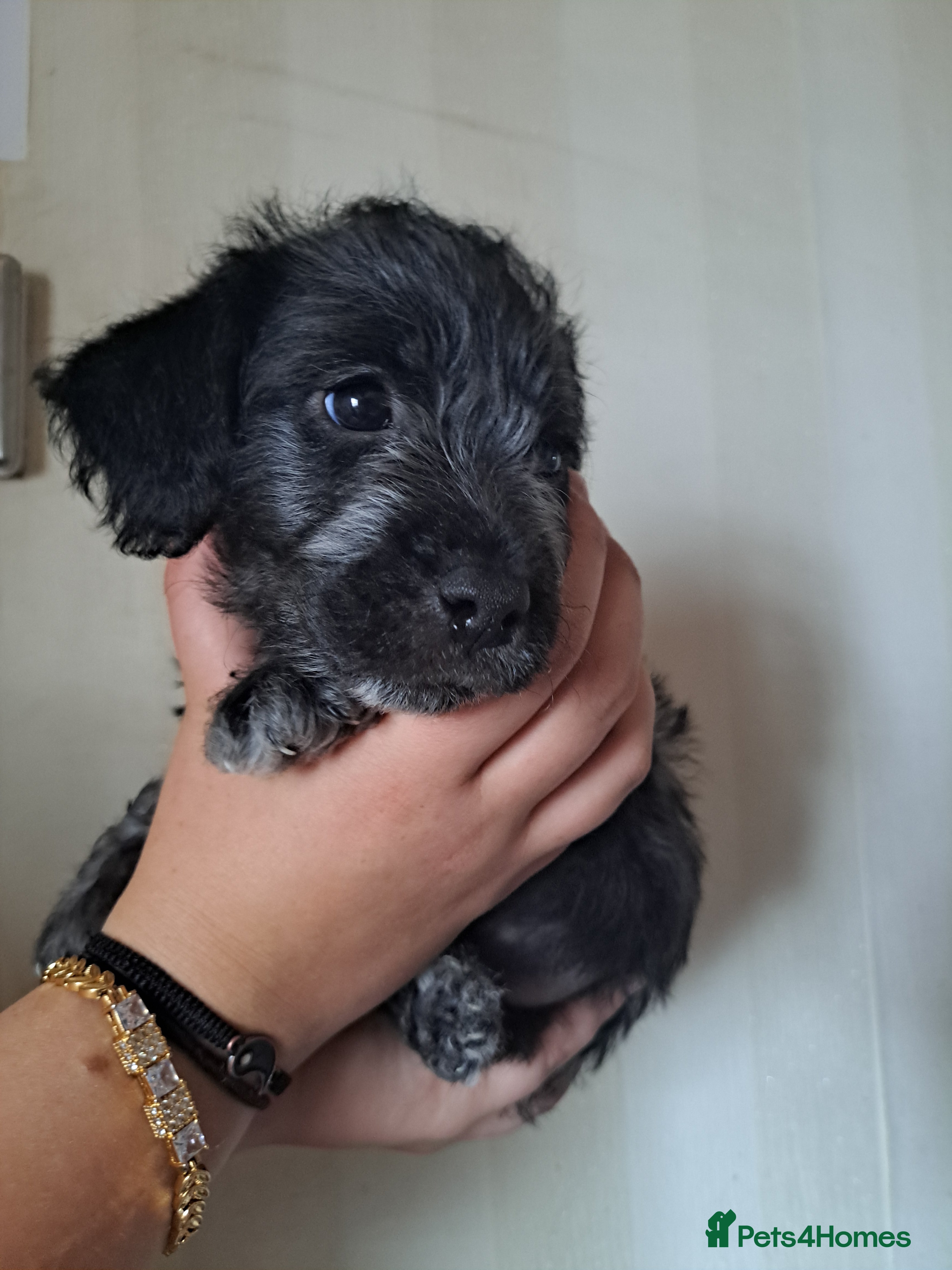 Mixed Breed dogs cockerpoo x jack russel pups  - Advert 1