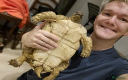 Tortoise reptiles for sale: Leopard Tortoise - Image 5
