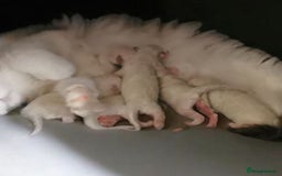 Ragdoll cats for sale: Quality Tica reg Ragdoll kittens  - Image 35