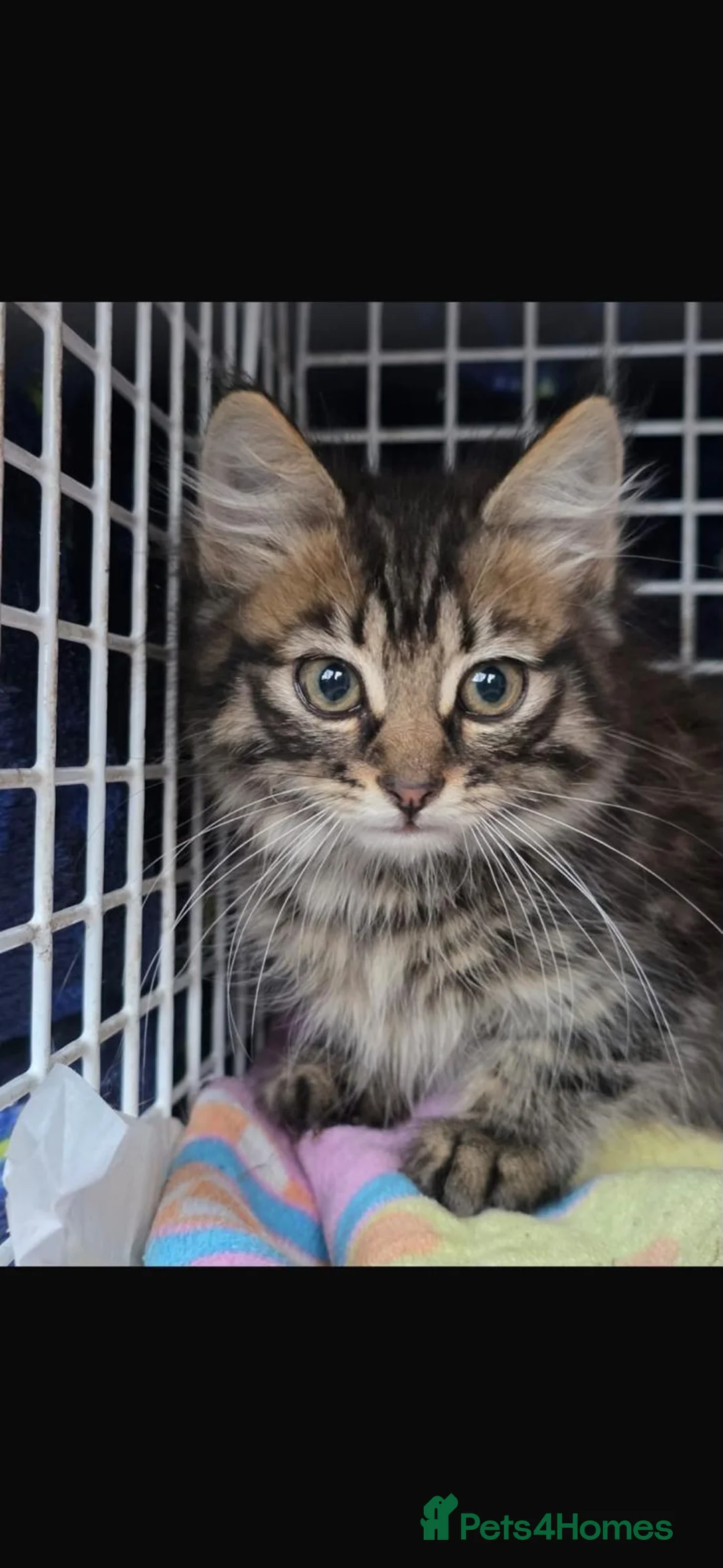 Mixed Breed cats for adoption: Sweet boy Teddy looking for a home - Advert 1
