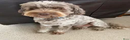 Cockapoo dogs for sale: F1 Roan Cockapoo-health tested,full refund guarant - Advert 15