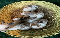 Rex rabbits for sale: Pure bred mini Rex  - Image 4
