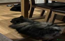 Pomeranian dogs for sale: Pure Fluffy Pomeranians - Image 9