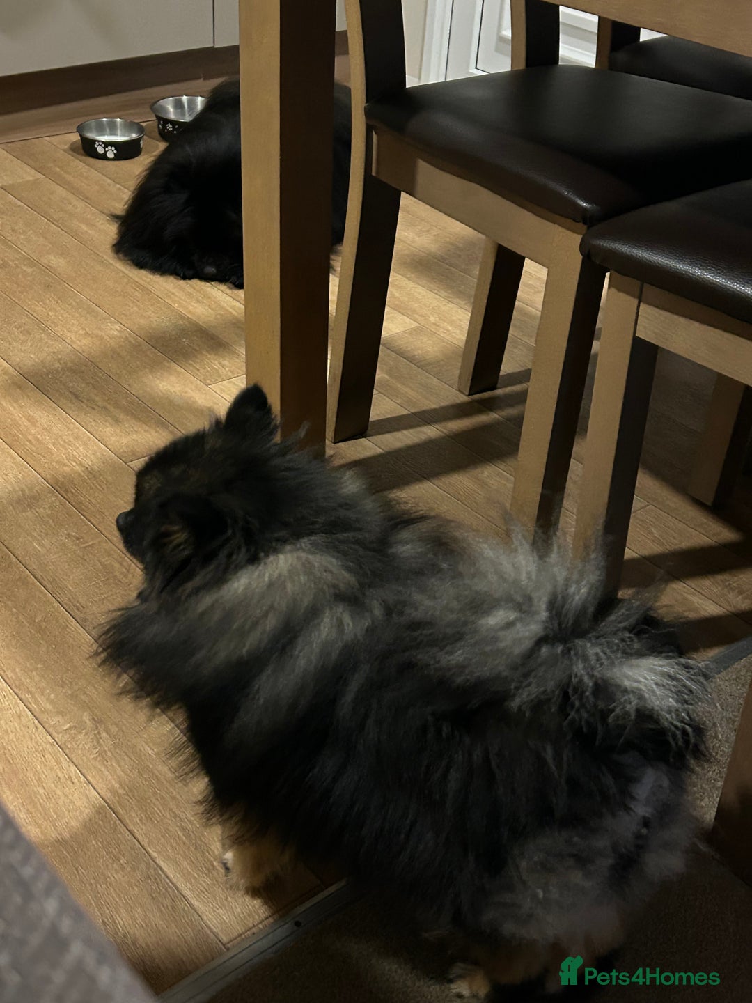 Pomeranian dogs for sale: Pure Fluffy Pomeranians - Image 9