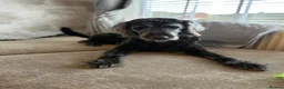 Labradoodle dogs for sale: Beautiful family dog- Nala - Advert 1