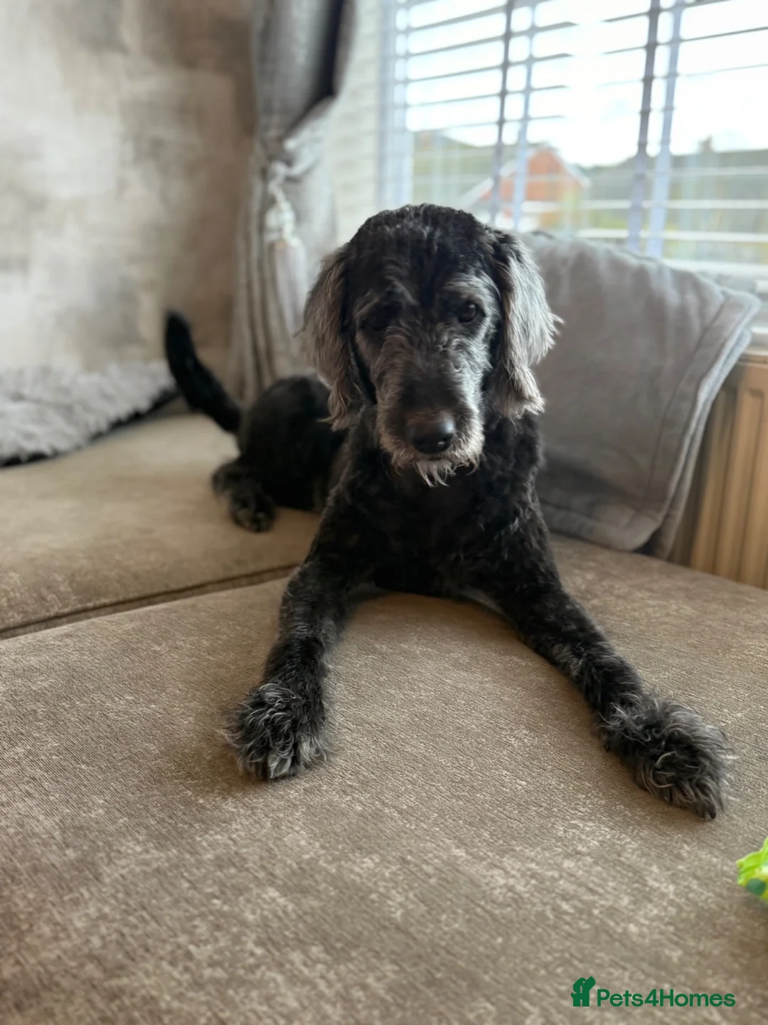 Labradoodle dogs for sale: Beautiful family dog- Nala - Advert 1