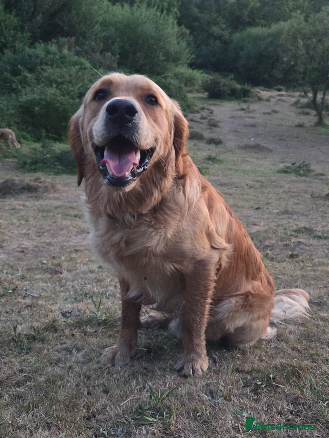 Golden Retriever dogs for sale: READY NOW KC Puppies With Health Tested Parents in Middlesbrough - Advert 9