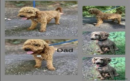 Miniature Poodle dogs for sale: Stunning miniature poodles available - Image 4