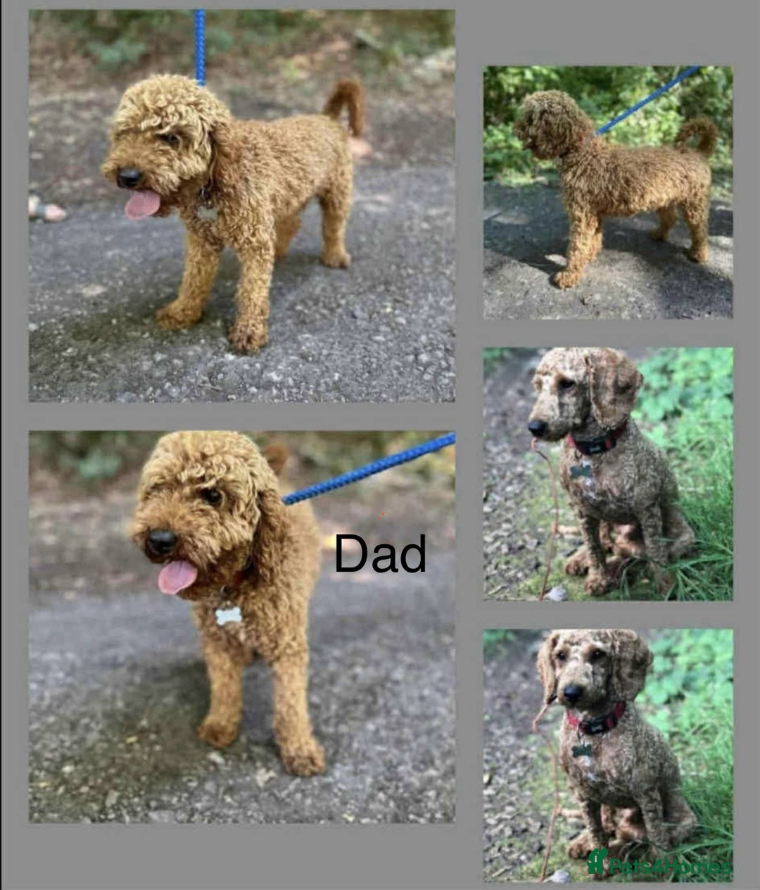 Miniature Poodle dogs for sale: Stunning miniature poodles available - Image 4