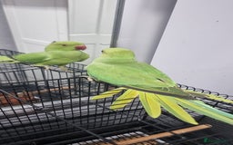 Ringnecks birds for sale: tame baby Indian ringneck read the description - Image 3