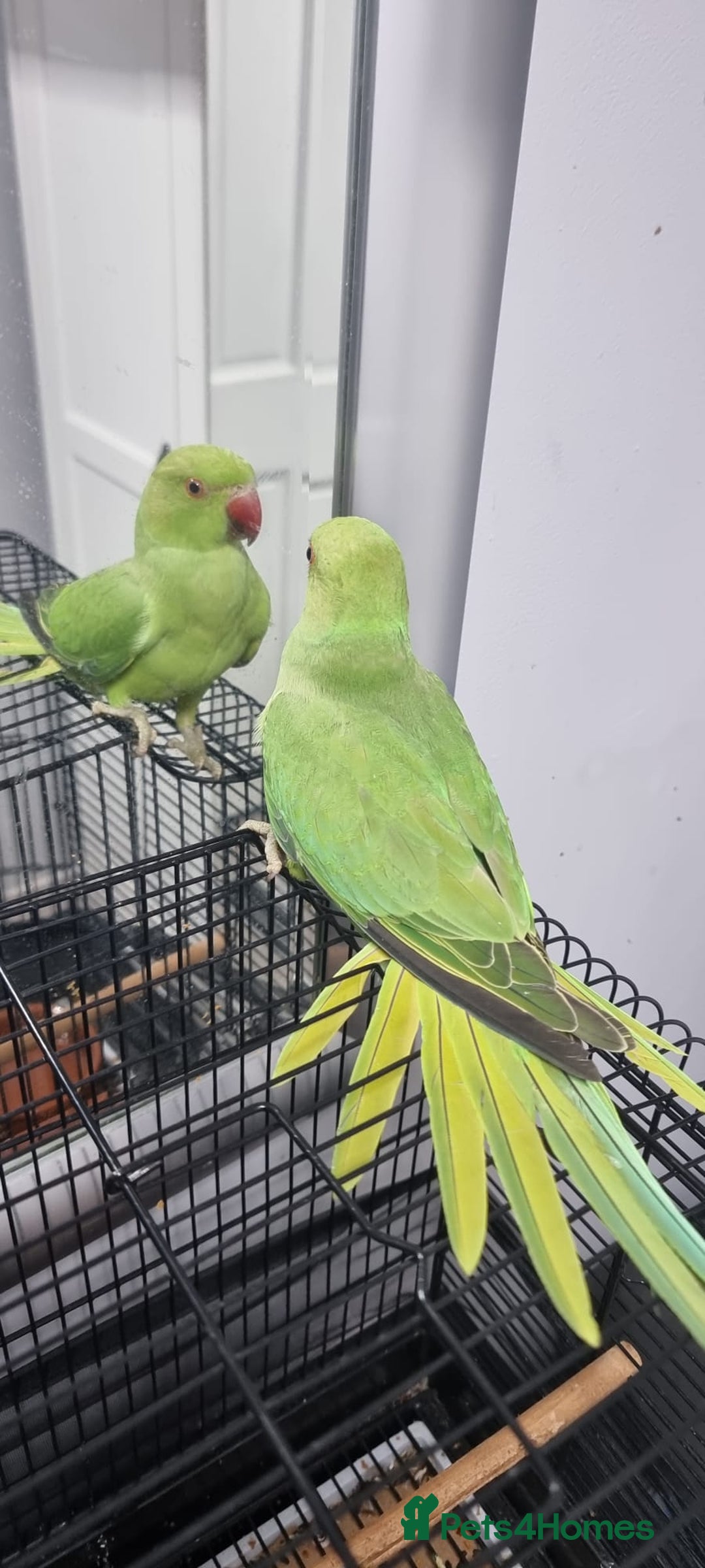 Ringnecks birds for sale: tame baby Indian ringneck read the description - Image 3