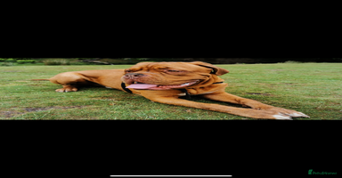 Dogue De Bordeaux dogs - Advert 6