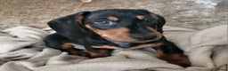 Miniature Dachshund dogs for sale: Adorable boy miniature dachshund  - Advert 2