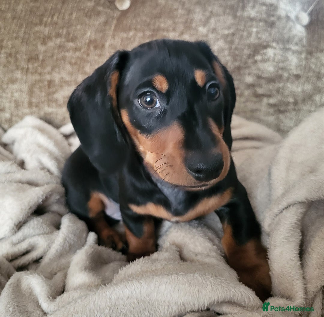 Miniature Dachshund dogs for sale: Adorable boy miniature dachshund  - Advert 2