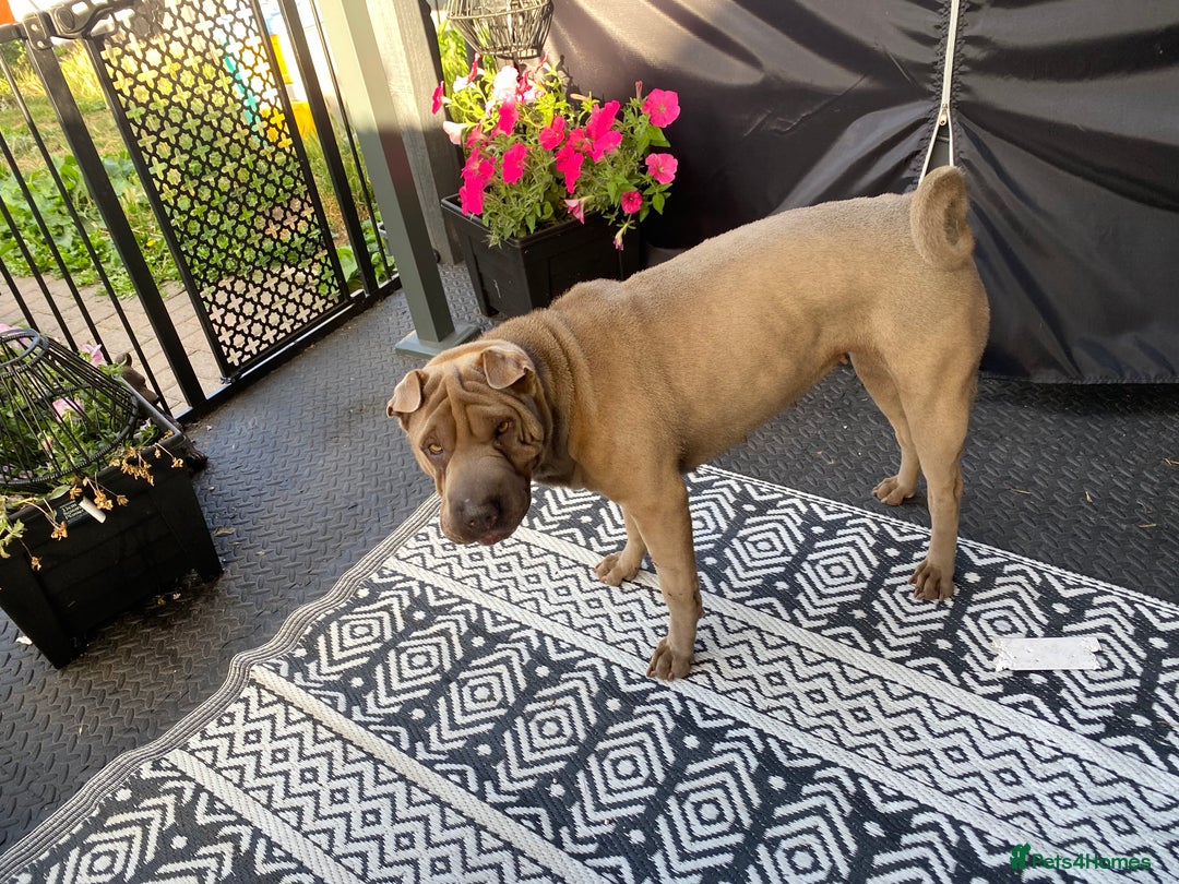 Shar Pei dogs for sale: Shar pei girl - Image 2