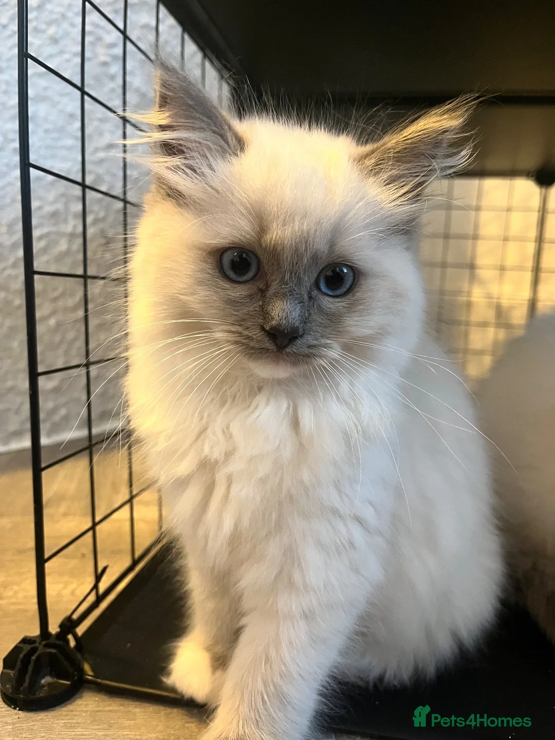 Ragdoll cats for sale: Blue Tortie Point Mitted Ragdoll Kittens - Advert 2