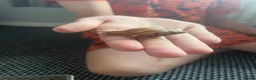Mixed Breed reptiles for sale: Giant African Land snails  in Herne Bay - Advert 9