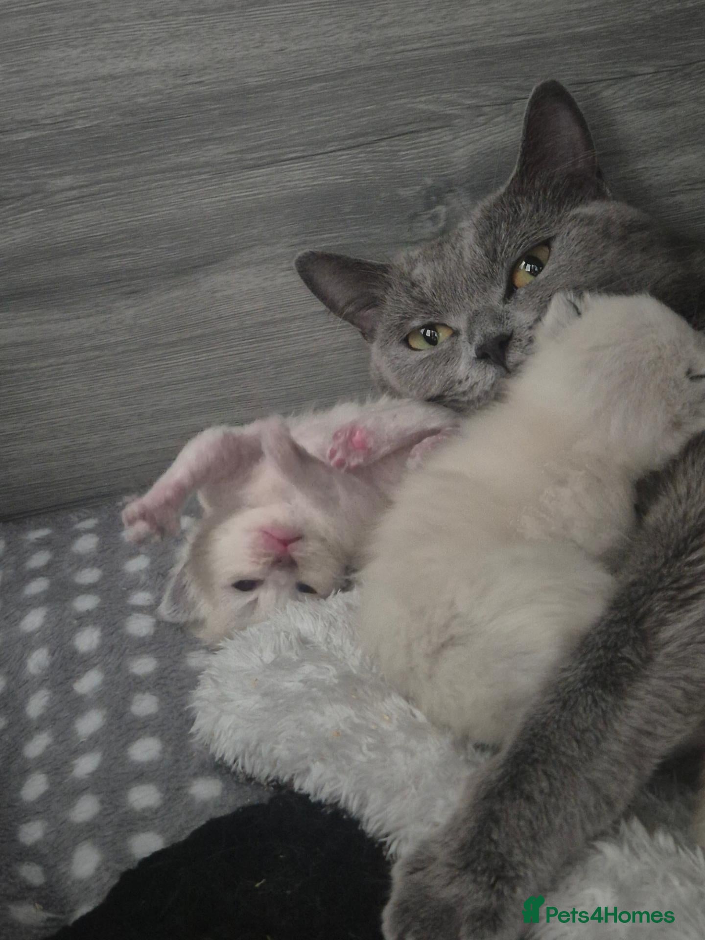 Mixed Breed cats Ragdoll/ british short hair - Advert 1