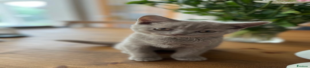 British Shorthair Kitten affectionately known as Scabbles