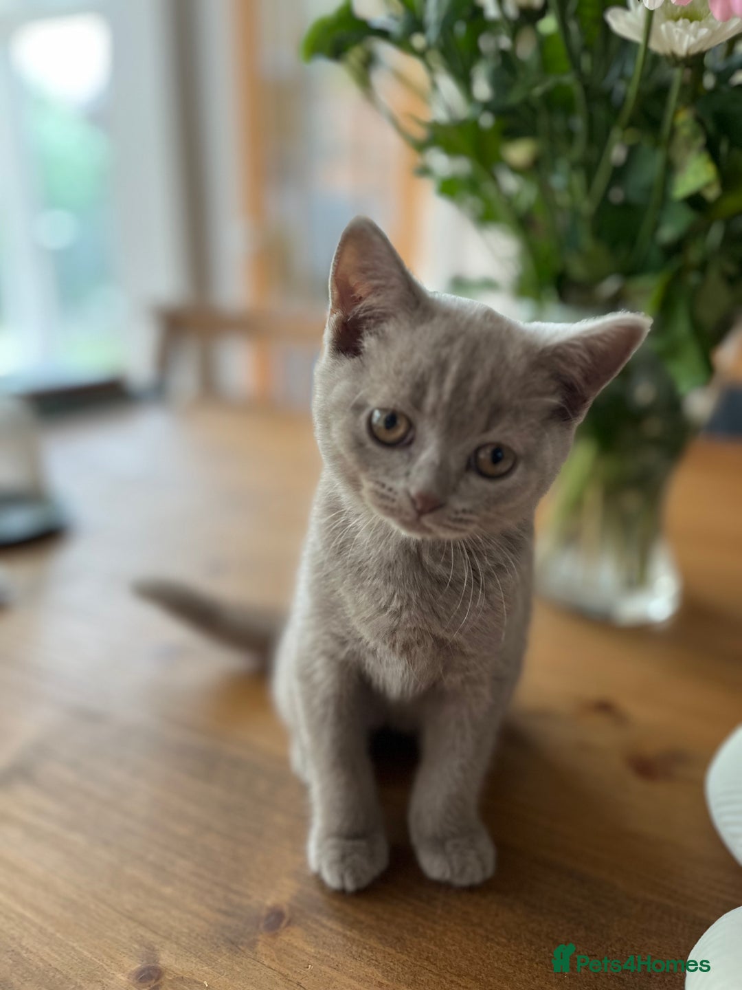 British Shorthair cats for sale: One beautiful lilac boy looking for a new home - Image 16