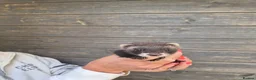 Ferret rodents for sale: EU Angor polecat/black self ferrets for sale - Advert 1