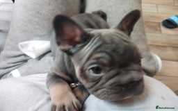 French Bulldog dogs for sale: French Bulldog Puppies  - Image 4