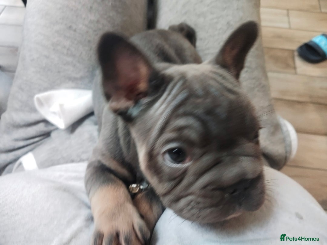 French Bulldog dogs for sale: French Bulldog Puppies  - Image 4