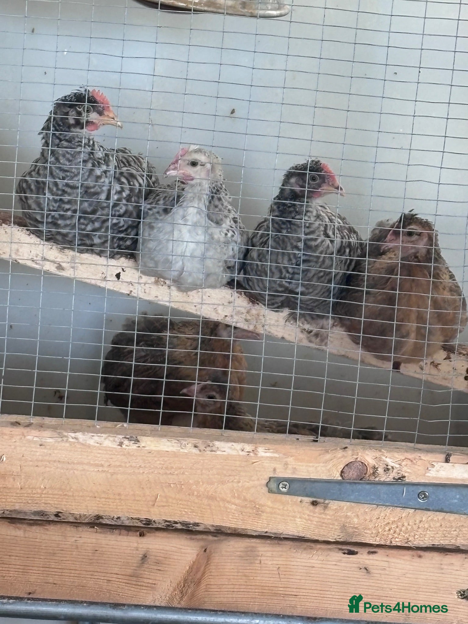 Chickens poultry Hybrid chicks and Pure bred for sale - Advert 1