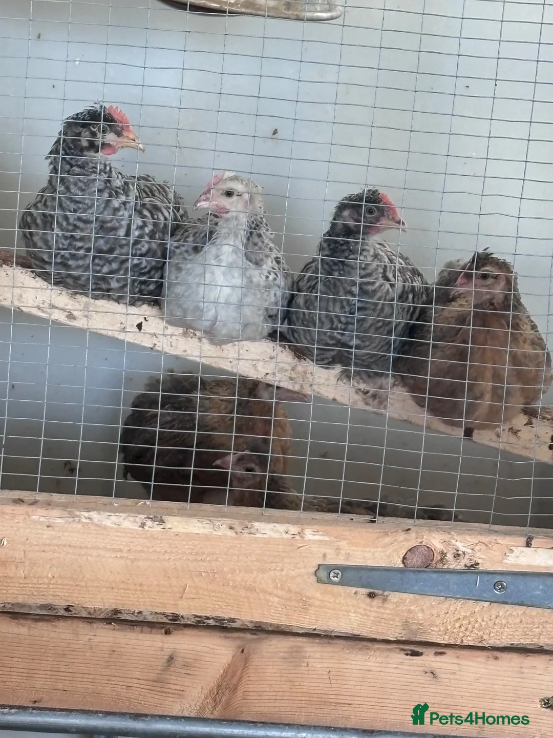 Chickens poultry for sale: Hybrid chicks and Pure bred for sale - Advert 1