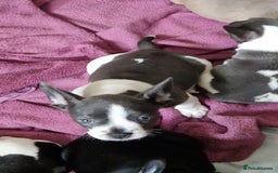 Mixed Breed dogs for sale: Fantastic 3/4 French bulldog and a 1/4 jack puppy - Image 27