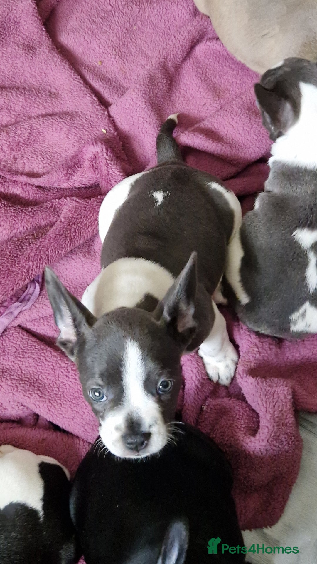 Mixed Breed dogs for sale: Fantastic 3/4 French bulldog and a 1/4 jack puppy - Image 27
