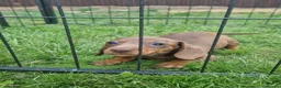 Dachshund dogs for sale: Soo cute  - Advert 27