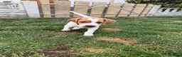 Pointer dogs for sale: Pointer pups | Working & Champion Bloodlines  - Advert 14