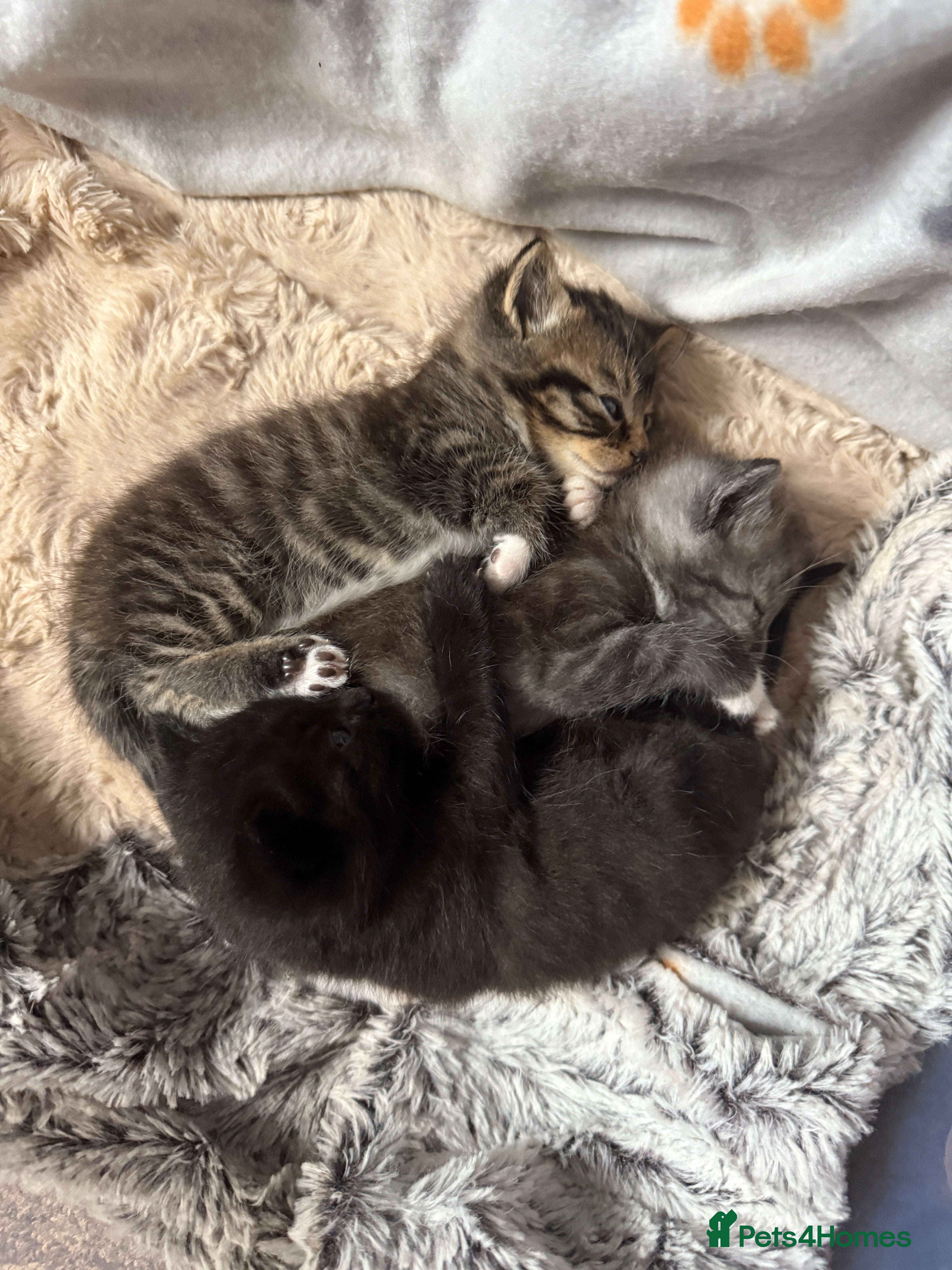 Mixed Breed cats 2 male kittens - Advert 4