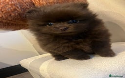 Pomeranian dogs for sale: Beautiful short snout kc pomeranian puppies - Image 7