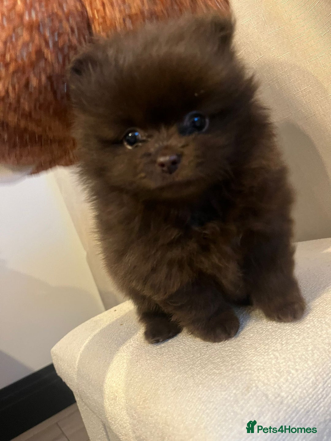 Pomeranian dogs for sale: Beautiful short snout kc pomeranian puppies - Image 7