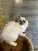 Ragdoll cats Gorgeous Tica mink ragdoll kittens ready now - Advert 16