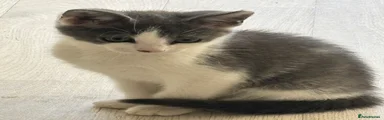 Domestic Shorthair 3