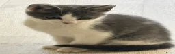 Domestic Shorthair cats for sale: 3 kitten boys ready to go! - Advert 2
